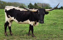 Fried Pie Cowgirl CPL