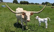 Great Gatsby 2025 Bull