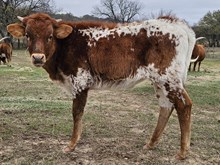 Double the Good Vibes DSM