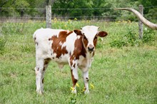 Bull ECR Habanera x VHT