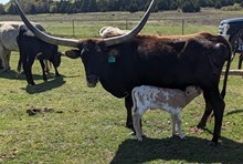 Hourglass' 2025 bull calf