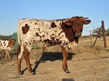 Pete "Maverick" Mitchell DSM