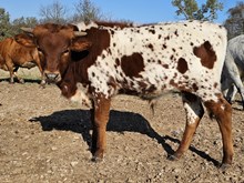 Pete "Maverick" Mitchell DSM