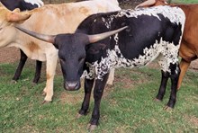 Morchella Cowgirl CPL