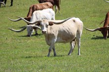 Mud Puddle Cowgirl CPL