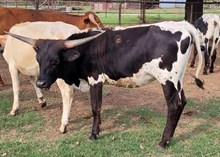 Nashville Cowgirl CPL