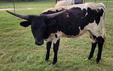 Nightshade Cowgirl CPL