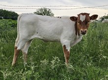 Penelope DSM