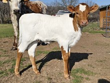 Penelope DSM