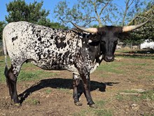 BLACK PEPPERCORN BCB