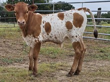 Ranch Hand DSM