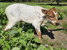 Ranch Hand DSM