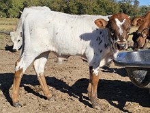Ranch Hand DSM