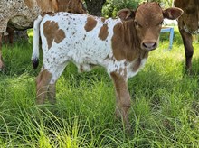 Ranch Hand DSM